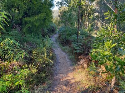 Yarra Ranges - Trail Survey